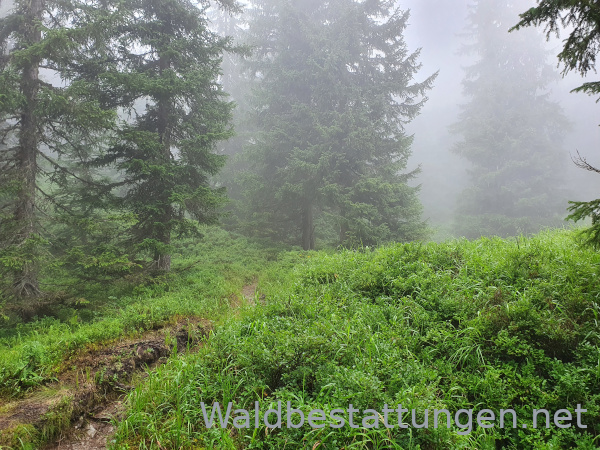 Waldbestattungen im Friedwald
